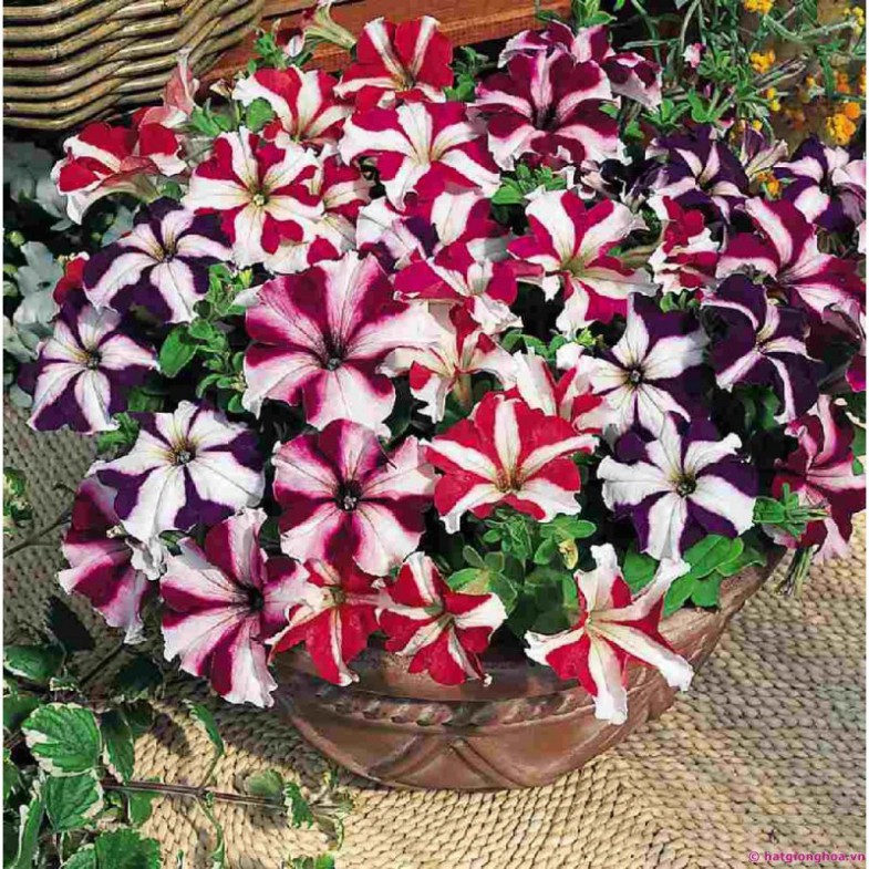 Hạt Giống Hoa Dạ Yến Thảo Sọc Mix Đủ Màu (gói 400 hạt, tặng phân)
