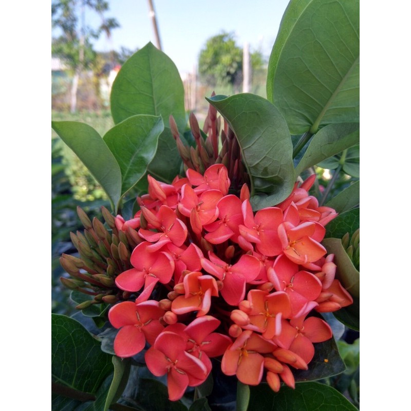 Bông trang cam Đài Loan