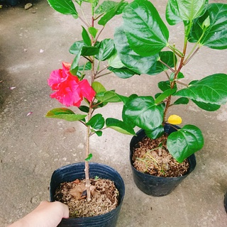Hoa Dâm Bụt Thái - (cánh kép, giống mới) - caykiengsadec