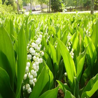 MẦM HOA LINH LAN MÀU TRẮNG( HOA LAN  CHUÔNG)