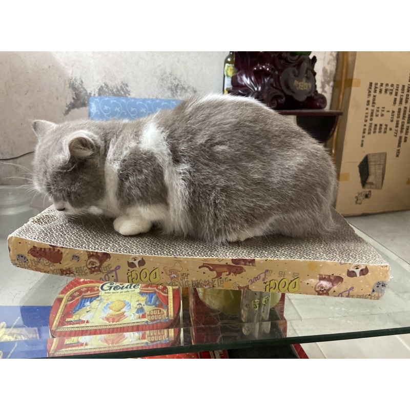 [Mã PET50K giảm Giảm 10% - Tối đa 50K đơn từ 250K] Bàn cào móng hình sóng dành cho mèo
