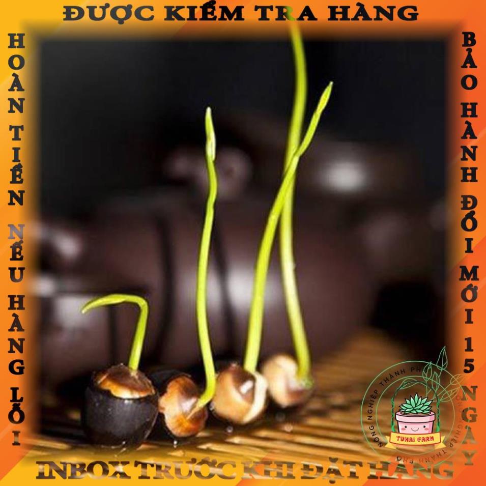 Hạt giống Sen Nhật Mini (Hàng Chọn Tốt) - Đã Cắt Đầu - (Tự Chọn Màu) - Bao nảy mầm (Quy cách 1 hạt) dangtuan