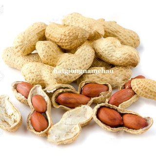 10 GRAM - HẠT GIỐNG ĐẬU PHỘNG
