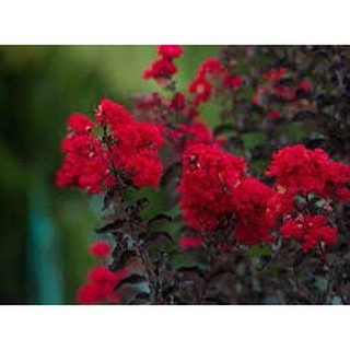 [Cây giống hoa] Tường vy đỏ huyết long