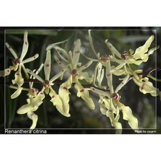 Lan phượng vỹ tuyết nhung