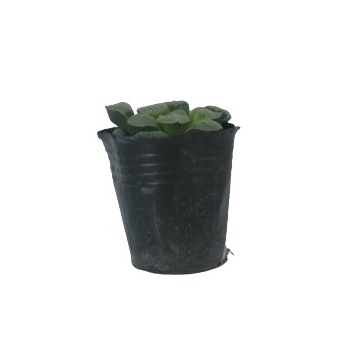 Sen đá Haworthia LAFA GARDEN, Combo cây sen đá kèm chậu sành NHẬT BẢN, kèm đất trồng