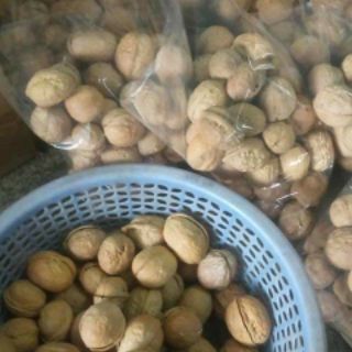 Óc chó tây bắc