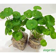 Cây cỏ đồng tiền