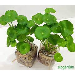 Cây cỏ đồng tiền