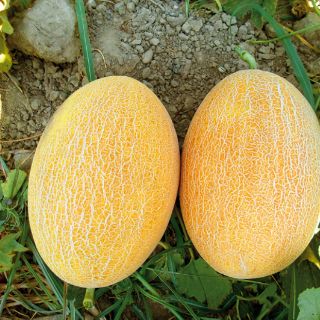 HẠT GIỐNG DƯA LƯỚI VÀNG F1