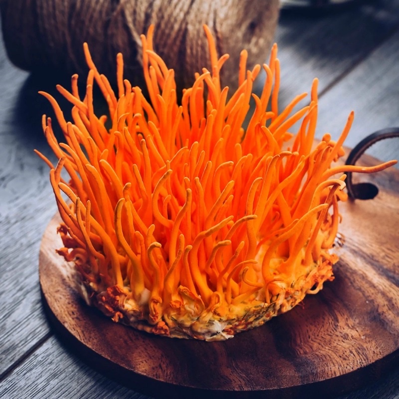 NẤM ĐÔNG TRÙNG HẠ THẢO CAO CẤP