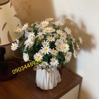 Cúc Hoạ Mi cao cấp giống thật