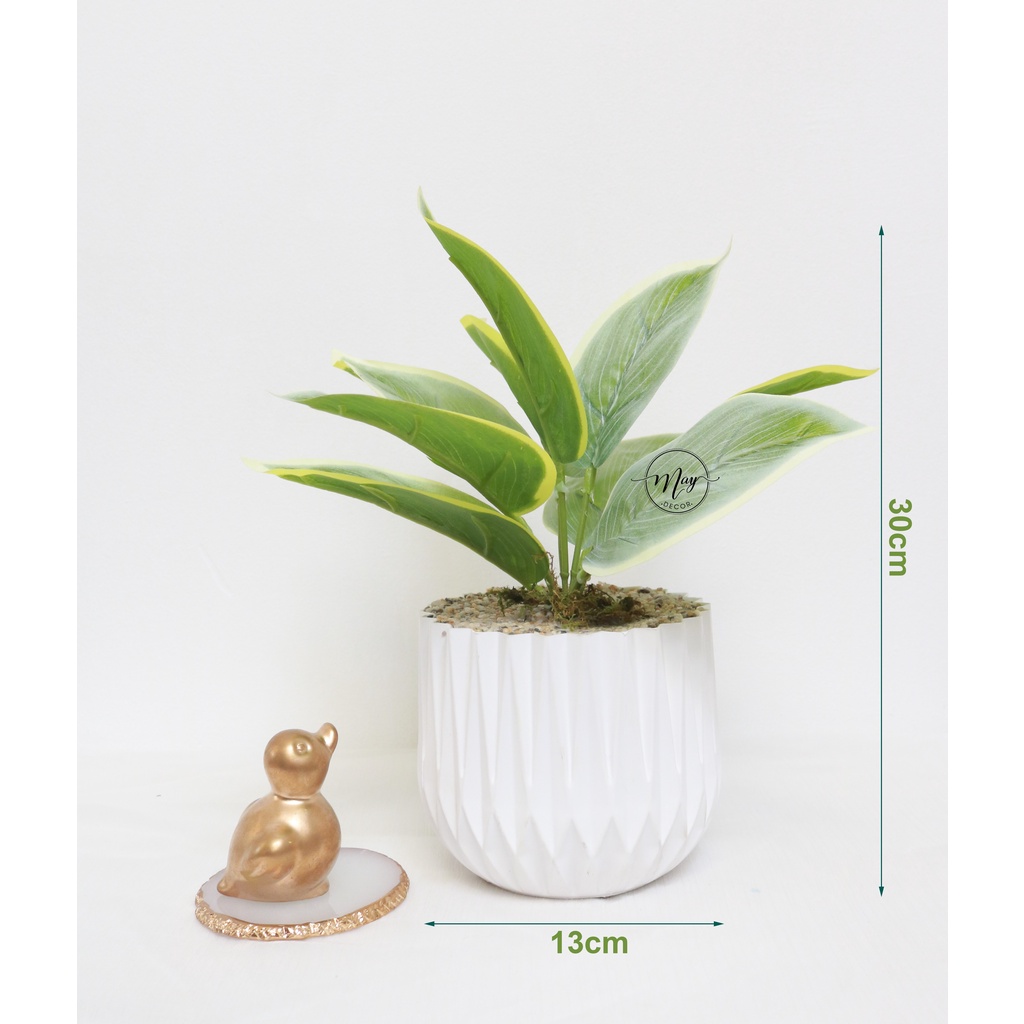 Cây giả, Chậu cây Môn,Bạch Mã kèm Chậu Nhựa Kim Cương