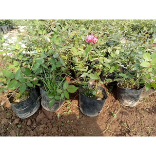 Cây hoa Hồng cổ Huế