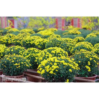 1000 HẠT GIỐNG CÚC MÂM XÔI VÀNG