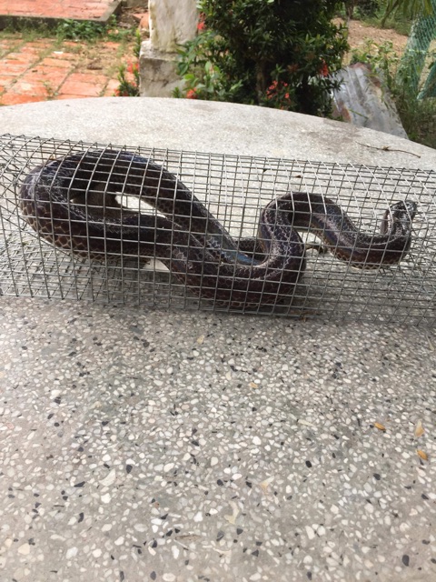 Bẫy rắn thông minh