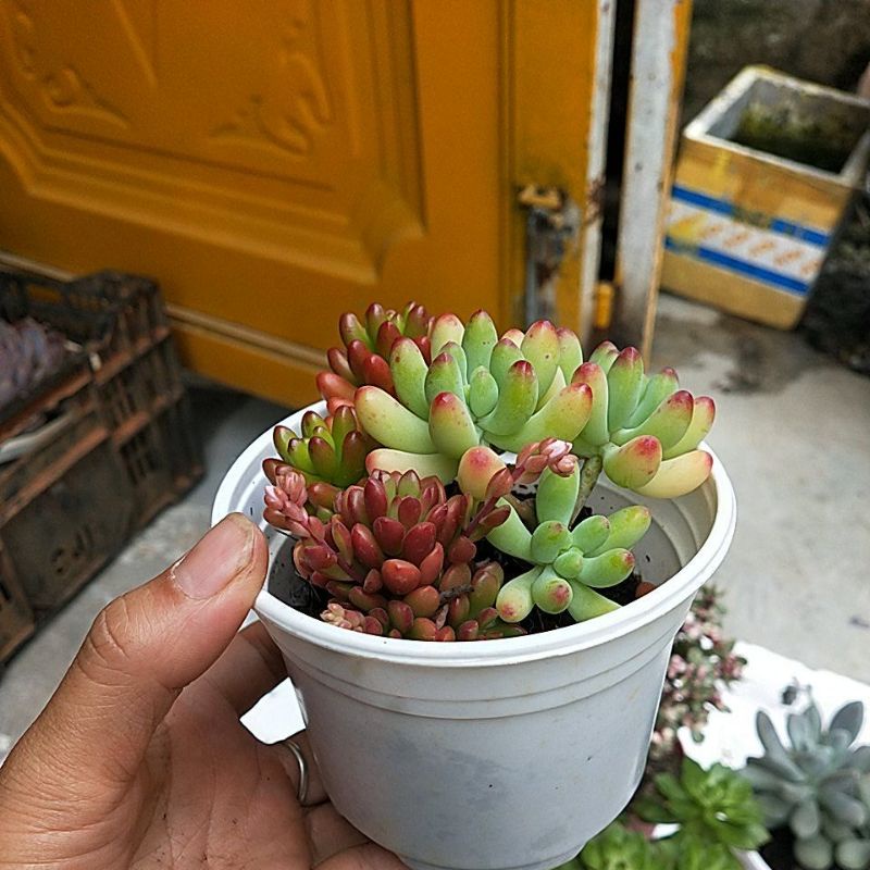 Sen đá thạch ngọc mix như hình