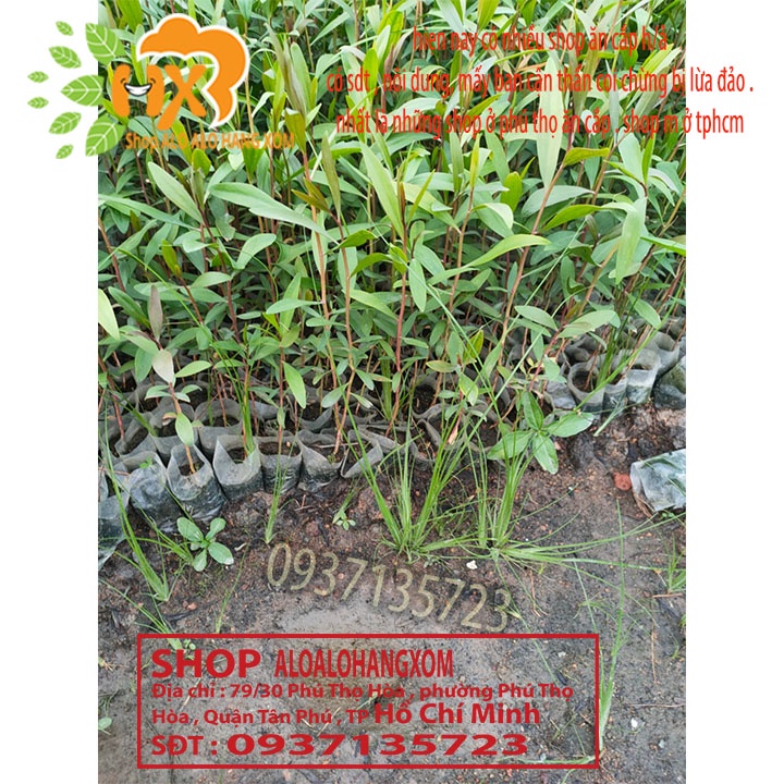 TRÀM ÚC CÂY GIỐNG