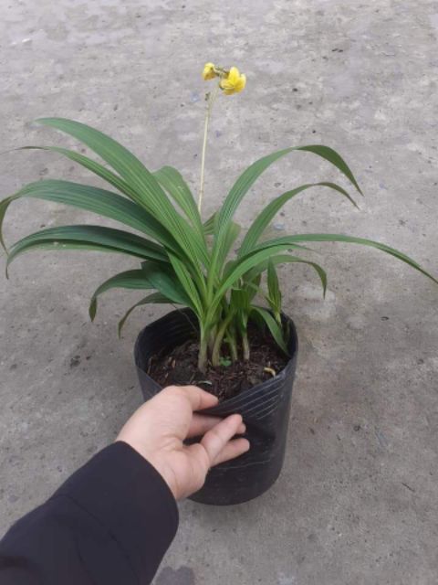 Địa lan chu đỉnh - có 2 màu