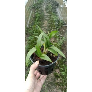 Denro chớp mini đang nụ hoa