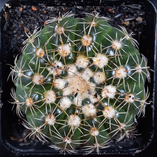 Noto hoa tím - Notocactus Uebelmannianus - ( 5.1cm - 5.5cm ) ( Vườn xương rồng EXOTICACTUS )