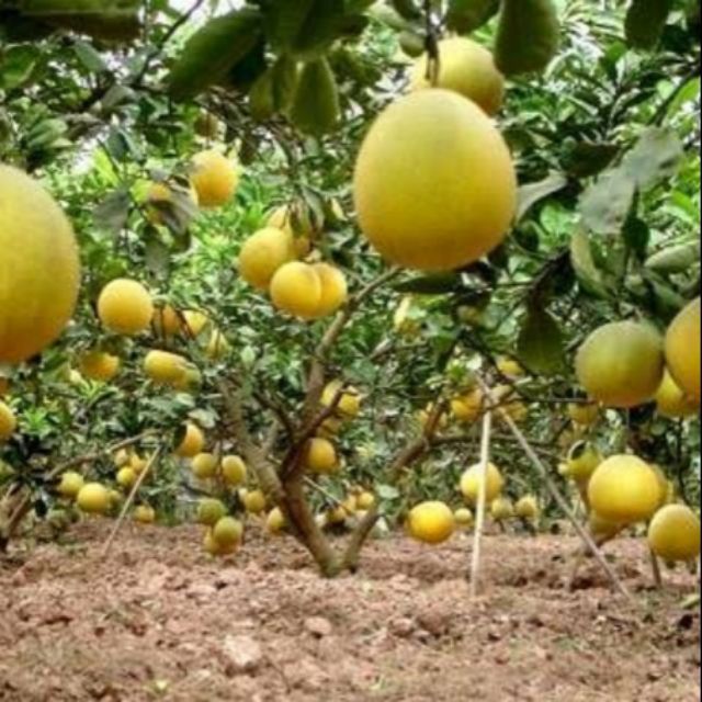 Cây giống bưởi lùn tứ xuyên cây cao 1m ra quả