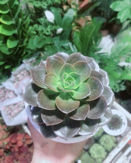 Sen Đá Nâu Kèm Chậu Sứ