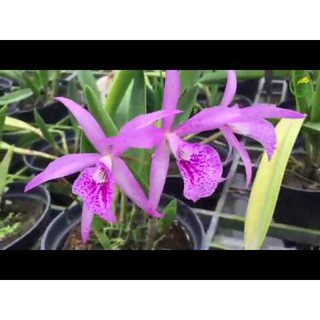 [Cây giống] Lan Nữ Hoàng Bóng Đêm - Brass - mặt hoa xổ số