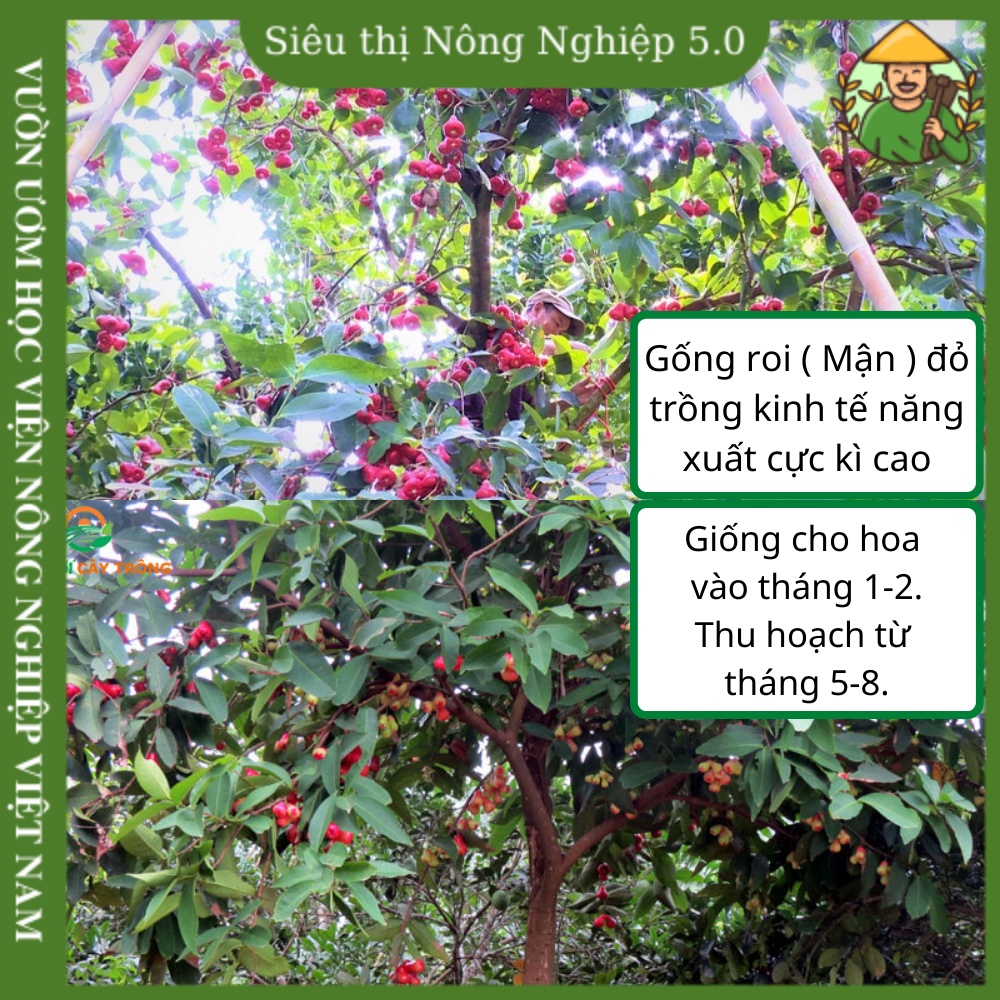 Cây giống roi đỏ f1, giống mận đỏ An Phước miền nam,  giống roi đỏ đại học nông nghiệp, cây bòng bòng đỏ cao 40cm-60cm