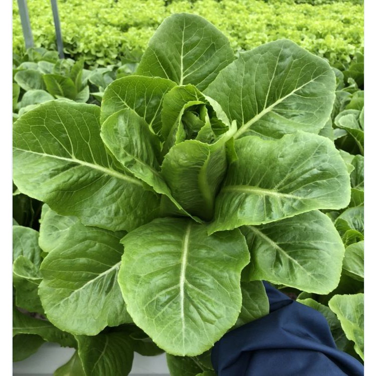 Hạt giống rau xà lách Romain xanh - 1 gói 0.2gram