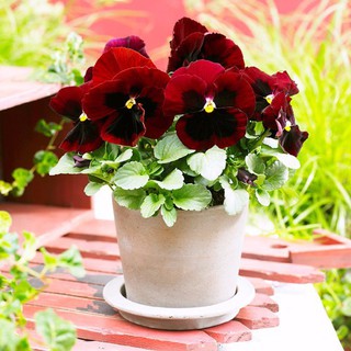 HẠT GIỐNG HOA PANSY MIX