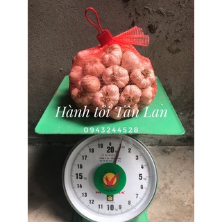 TỎI HẢI DƯƠNG