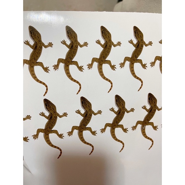 Miếng dán 3D hình con gián, thạch thùng, sâu, ruồi sticker