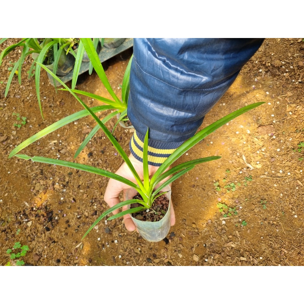 Phong lan kiếm phượng hoàng lữa size trung chiều cao 20 cm dể chăm dể hoa khỏe tốt