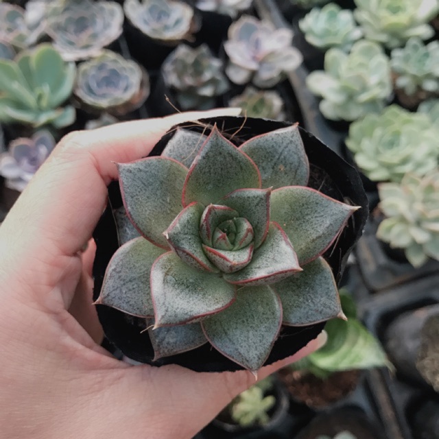 Sen đá hoa hồng đen