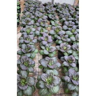 hạt giống cải pak choy tím 100 hạt