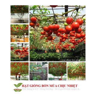 Cà Chua Bạch Tuộc ( Cà chua leo giàn) 10 hạt luckyseed hạt siêu rẻ