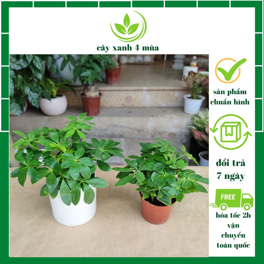 Cây ngũ gia bì cực xanh (cây đuổi muỗi) cây trang trí nhà và nội thất cao 25cm