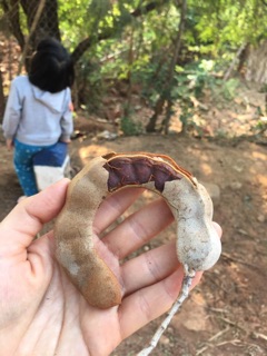 Me ngào đường