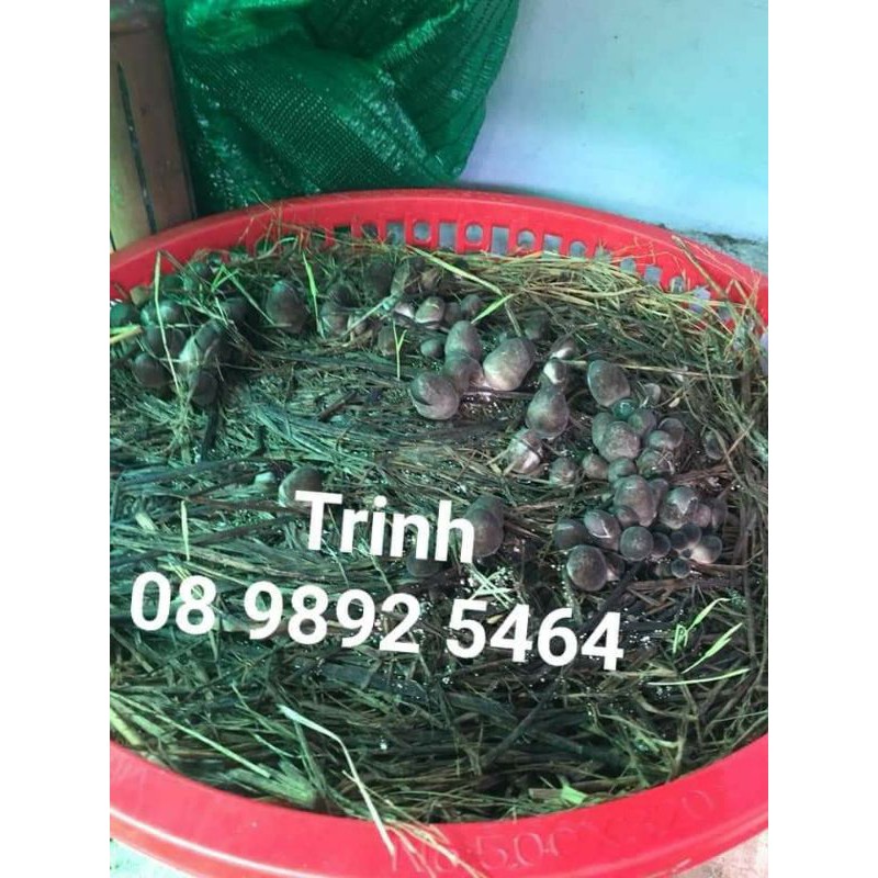 Combo 5 gói meo nấm rơm🍄