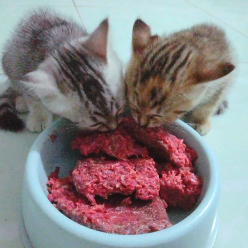 500Gr/1Kg Raw Chim Cút đã bỏ ruột phau câu làm sạch cho 🐶🐱❤️/ Thức ăn tươi cho chó mèo - Joyful Day - GIAO HỎA TỐC