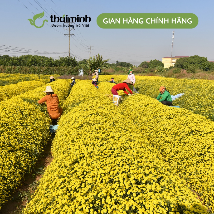 🌿CHÍNH HÃNG Trà Hoa Cúc Chi Sấy Lạnh Nguyên Bông Thái Minh, Hũ Thủy Tinh Cao Cấp 38g 50g an toàn thanh nhiệt tự nhiên