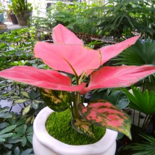 Vạn lộc đỏ giống mới chậu sứ để bàn