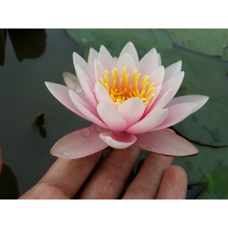 [RẺ VÔ ĐỊCH] Cây hoa súng màu hồng tươi K-03( Không đặt được vui lòng liên hệ shop em ạ)