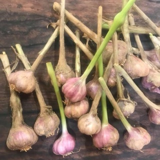 Tỏi tía Đà Lạt