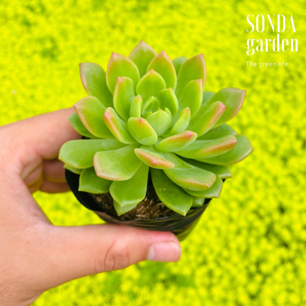 Sen đá mặt trời giống mới SONDA GARDEN size bé 5-8cm, cây cảnh trang trí nhà cửa, lỗi 1 đổi 1