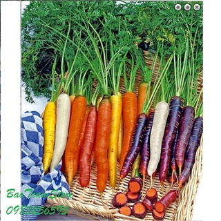 Hạt giống cà rốt nhiều màu- gói 100 hạt kns2375