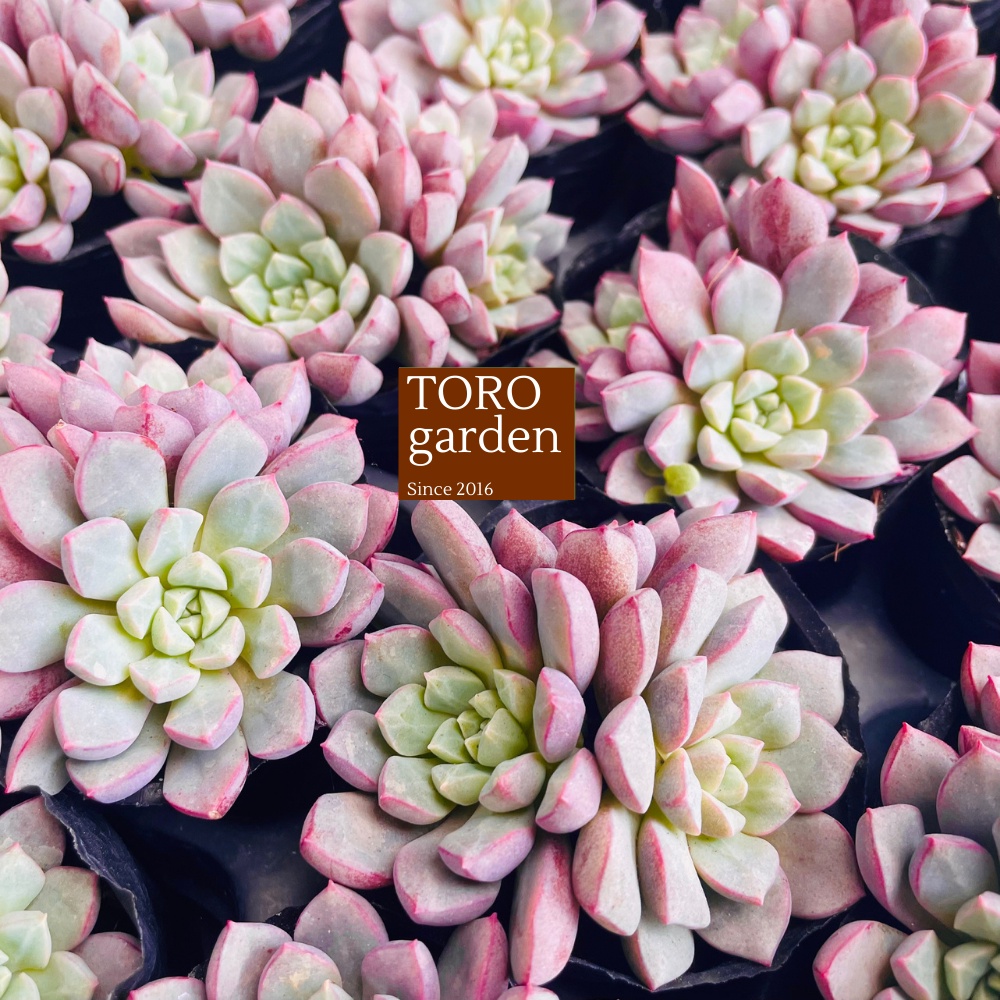 Sen đá kim cương tím Đà Lạt size bé cây cảnh trang trí nhà cửa Toro garden