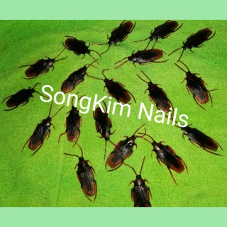 Combo 2 con gián giả 😂  shopgiarebatngo