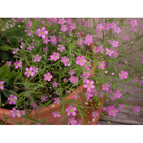 100 Hạt giống Hoa Baby Hồng